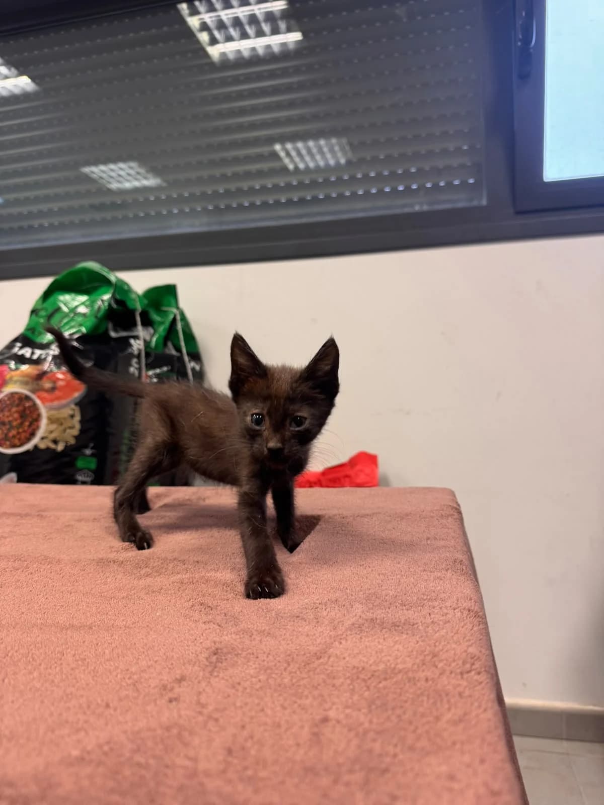 CHOCO, male puppy European Shorthair for adoption at Centro de Acogida de Animales de Logroño