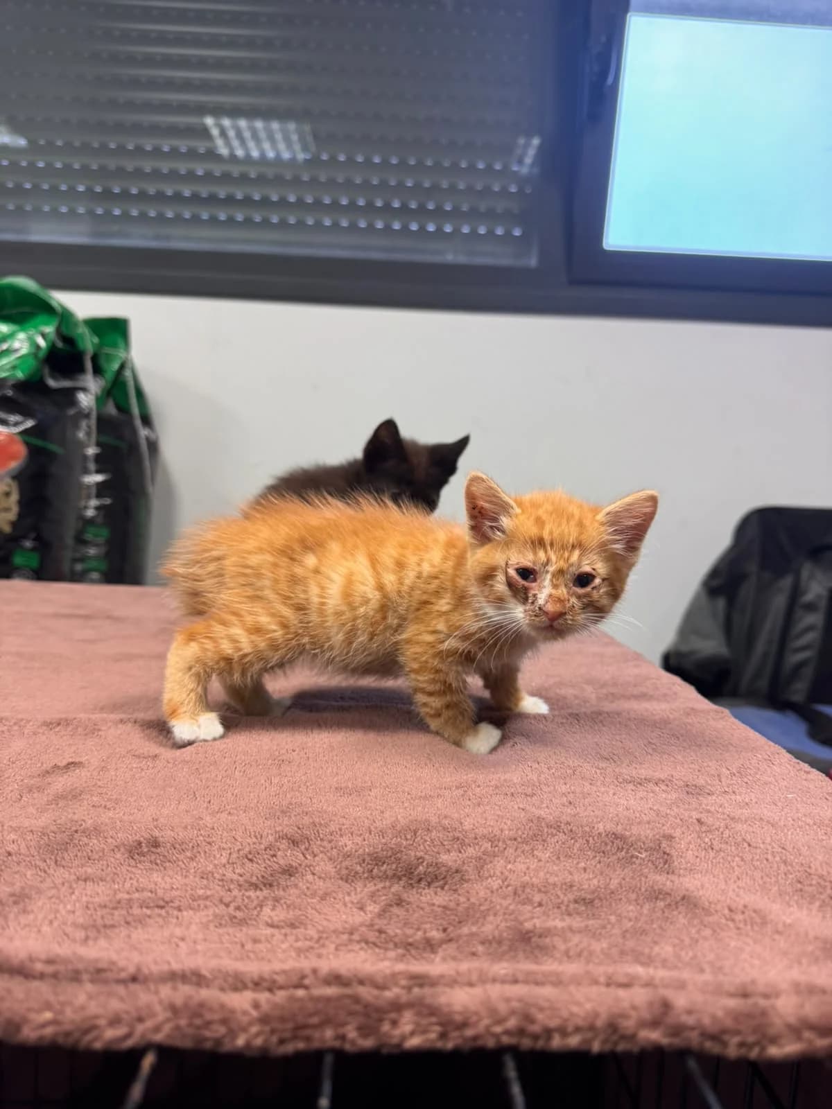 DORITO, male puppy European Shorthair for adoption at Centro de Acogida de Animales de Logroño