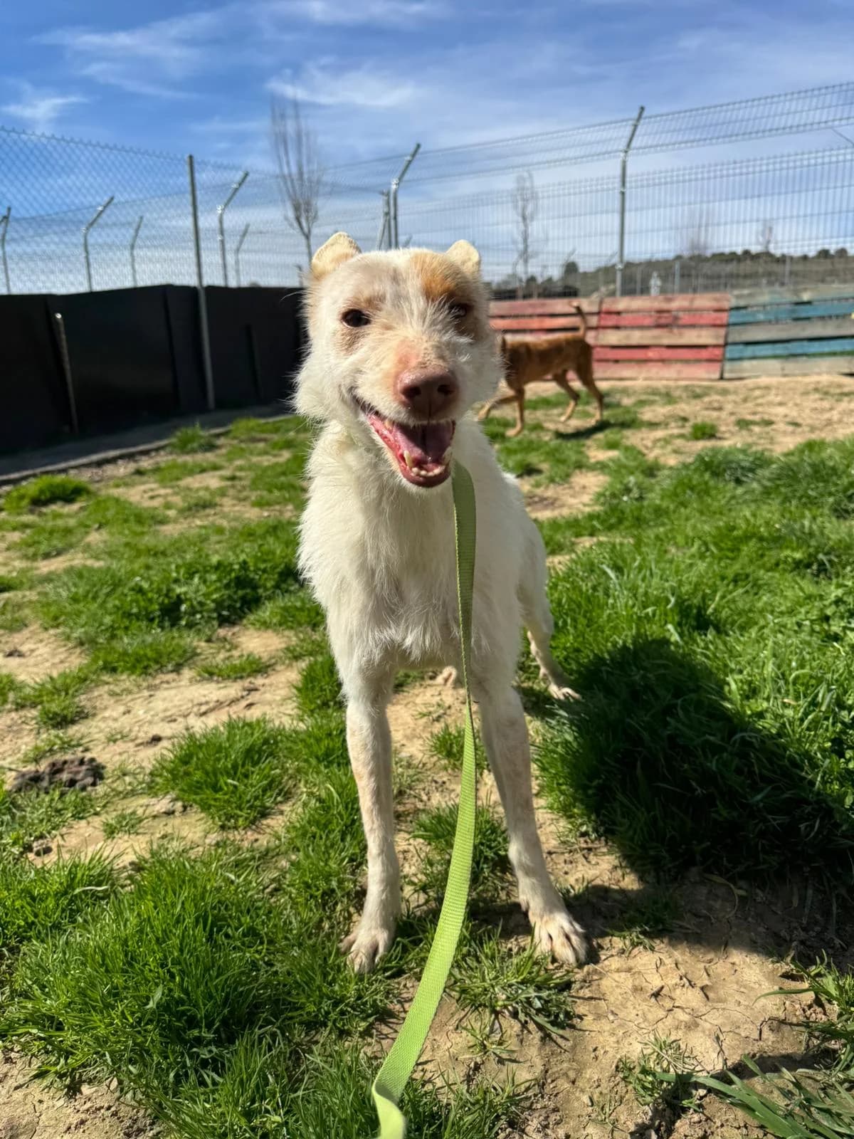 DUQUE, male 5yo Podenco for adoption at Centro de Acogida de Animales de Logroño