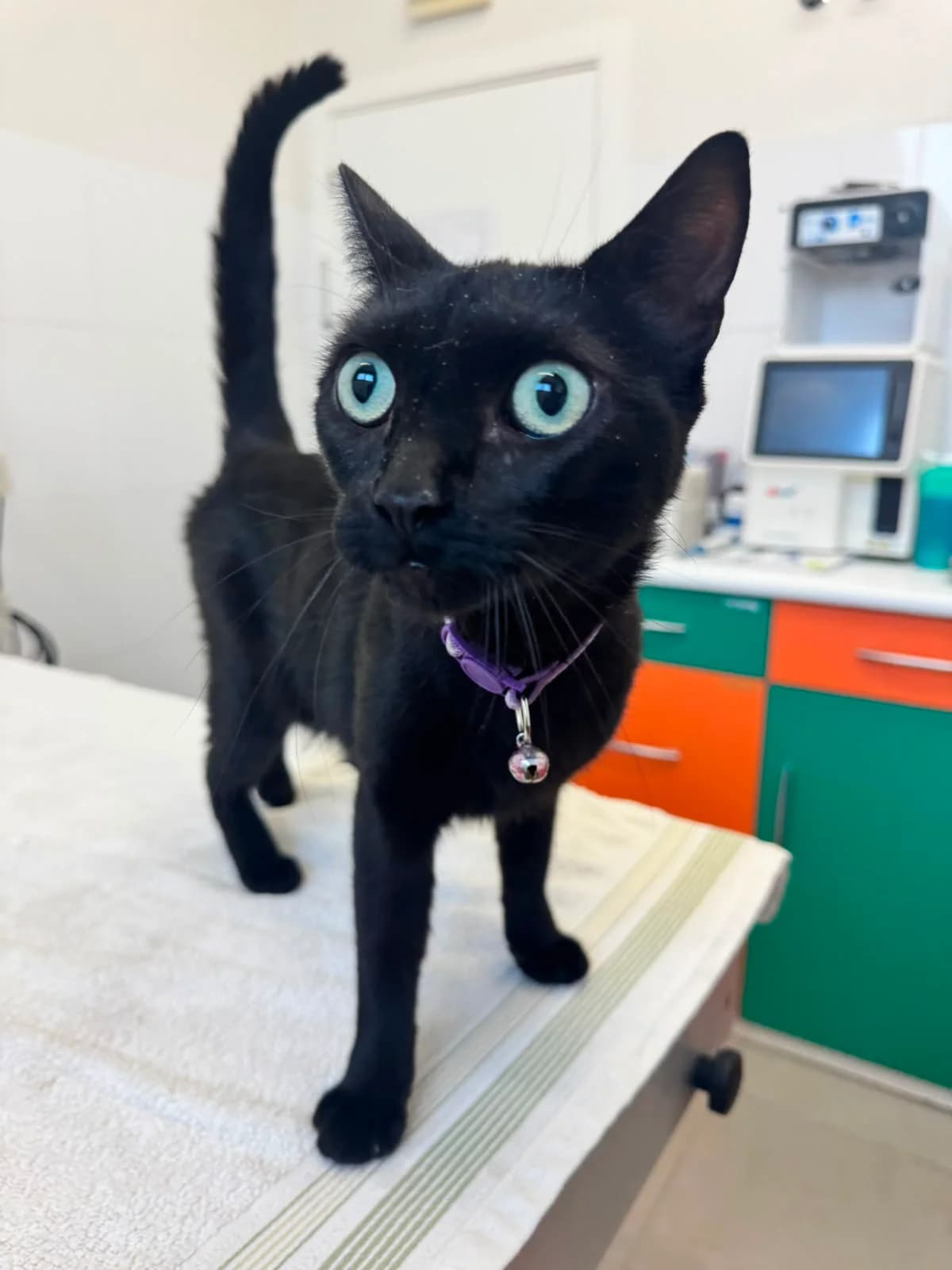 ESMERALDA, female puppy European Shorthair for adoption at Centro de Acogida de Animales de Logroño