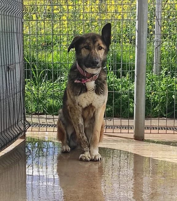 FIRU, male 3yo Spanish Mastiff for adoption at Centro de Acogida de Animales de Logroño