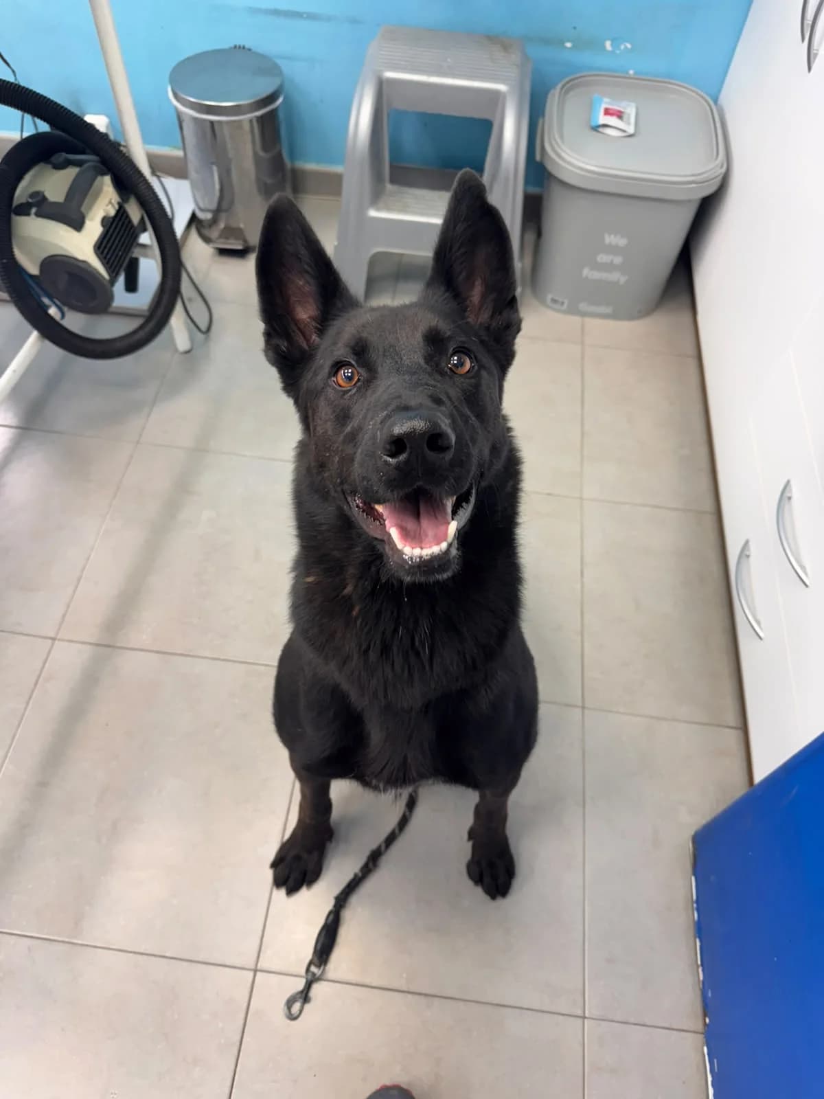 HAS, male 3yo Belgian Malinois for adoption at Centro de Acogida de Animales de Logroño