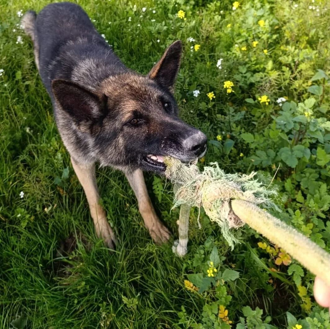 HERMES, male senior German Shepherd for adoption at Centro de Acogida de Animales de Logroño