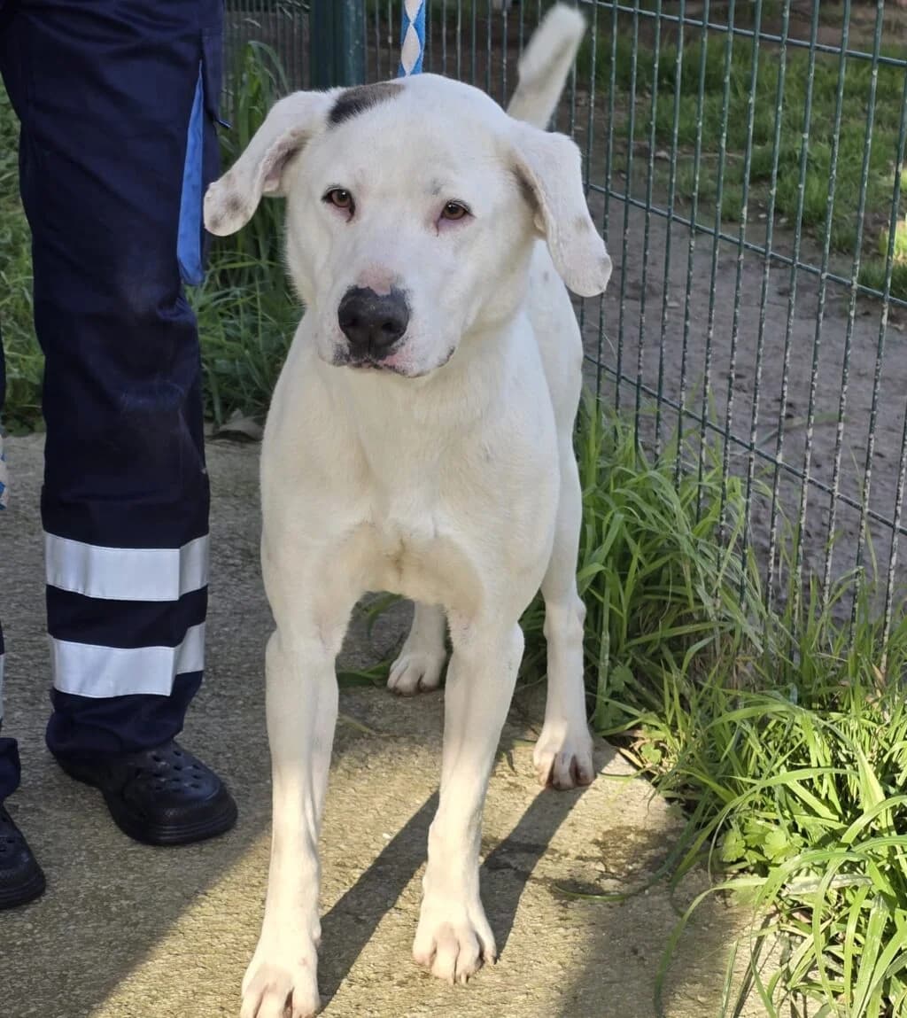 JOVI, male 4yo Mixed Breed for adoption at Centro de Acogida de Animales de Logroño