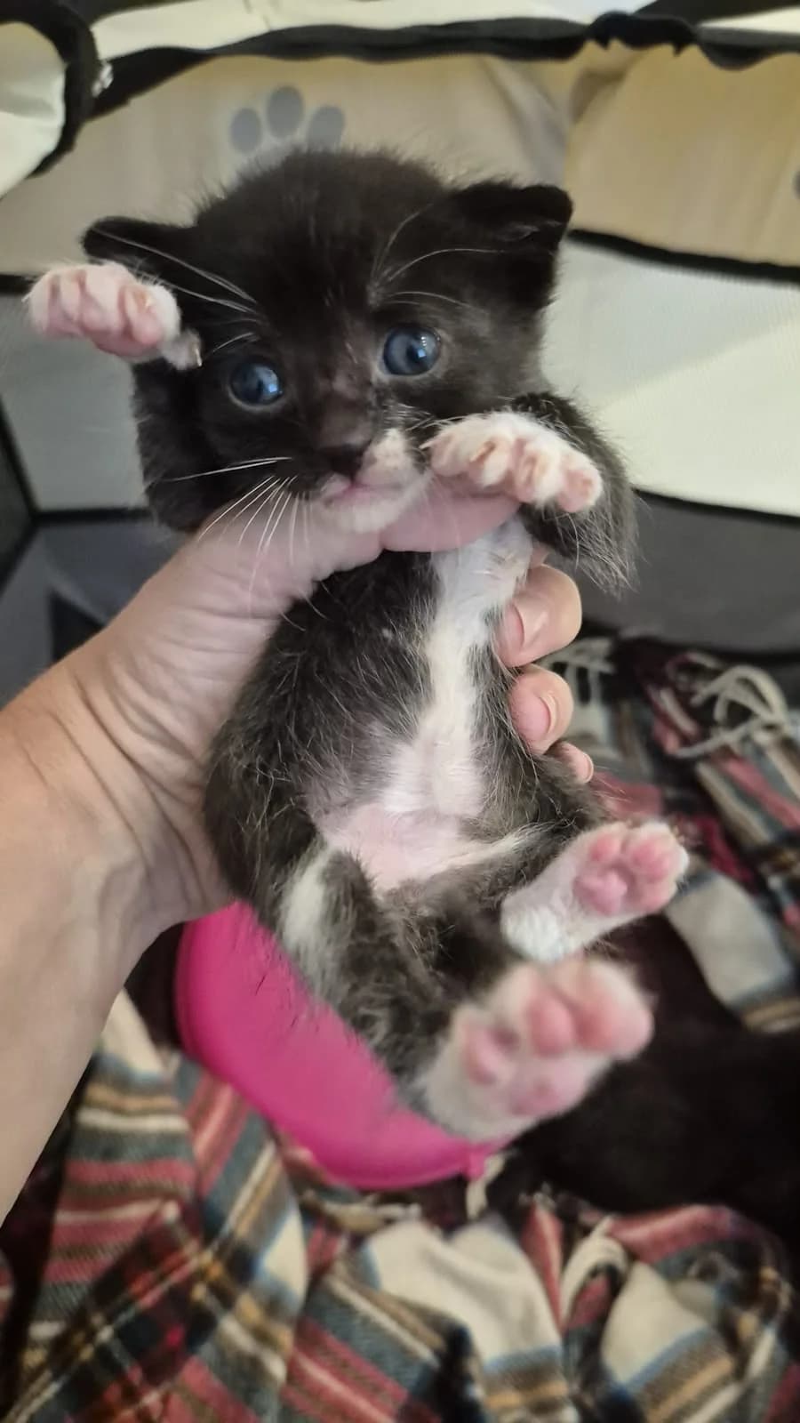 MANOPLAS, female puppy European Shorthair for adoption at Centro de Acogida de Animales de Logroño