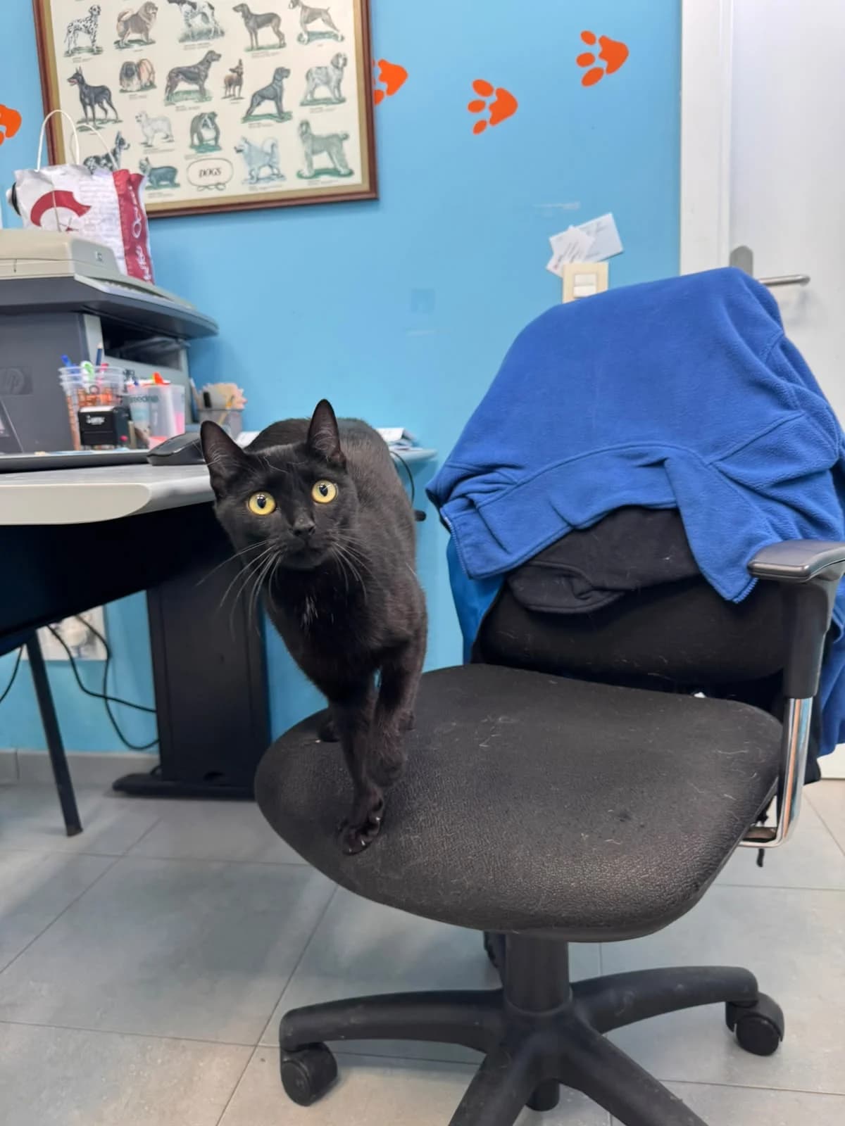 NALA, female puppy European Shorthair for adoption at Centro de Acogida de Animales de Logroño
