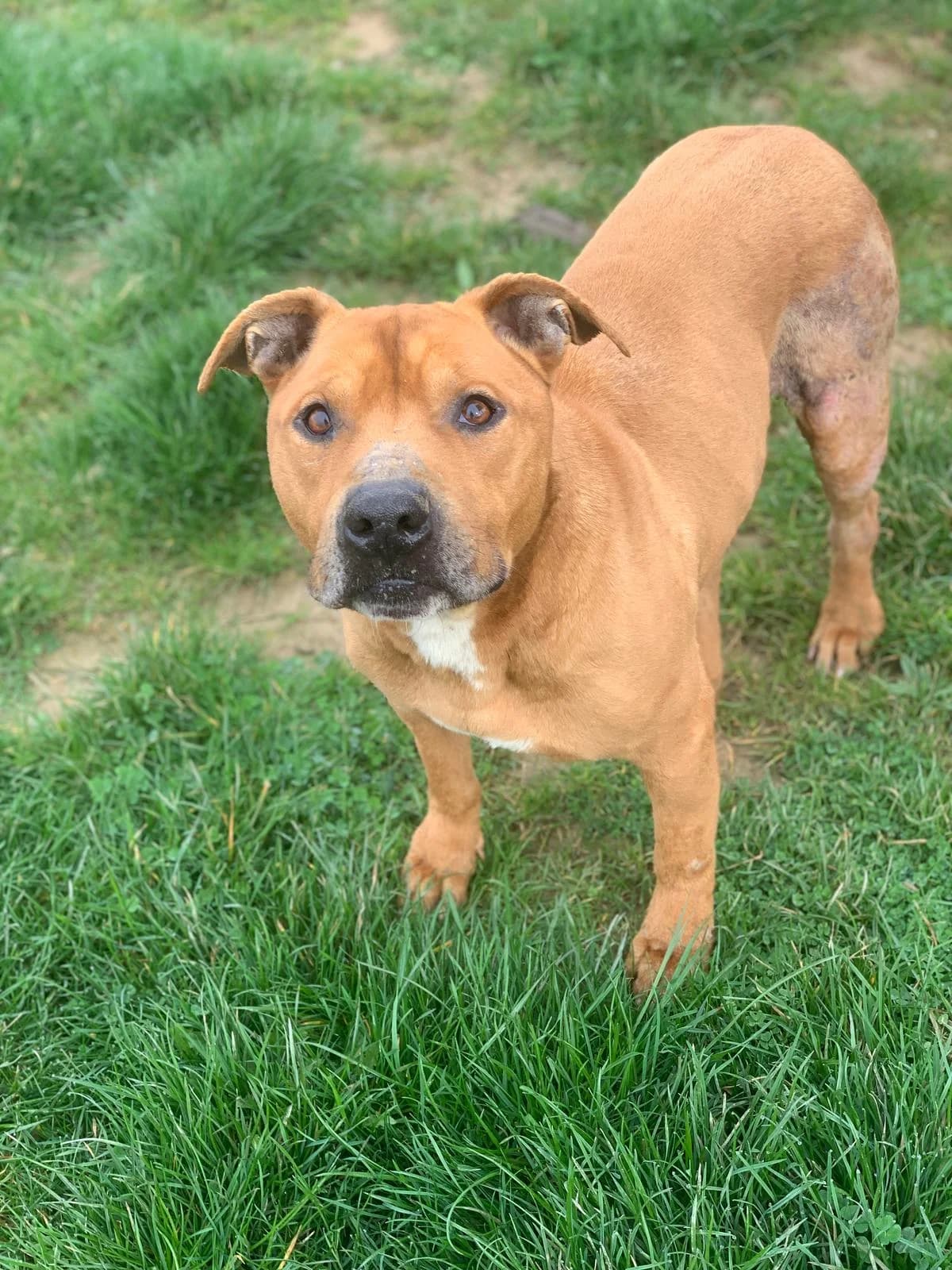NICO, male 3yo American Staffordshire Terrier for adoption at Centro de Acogida de Animales de Logroño