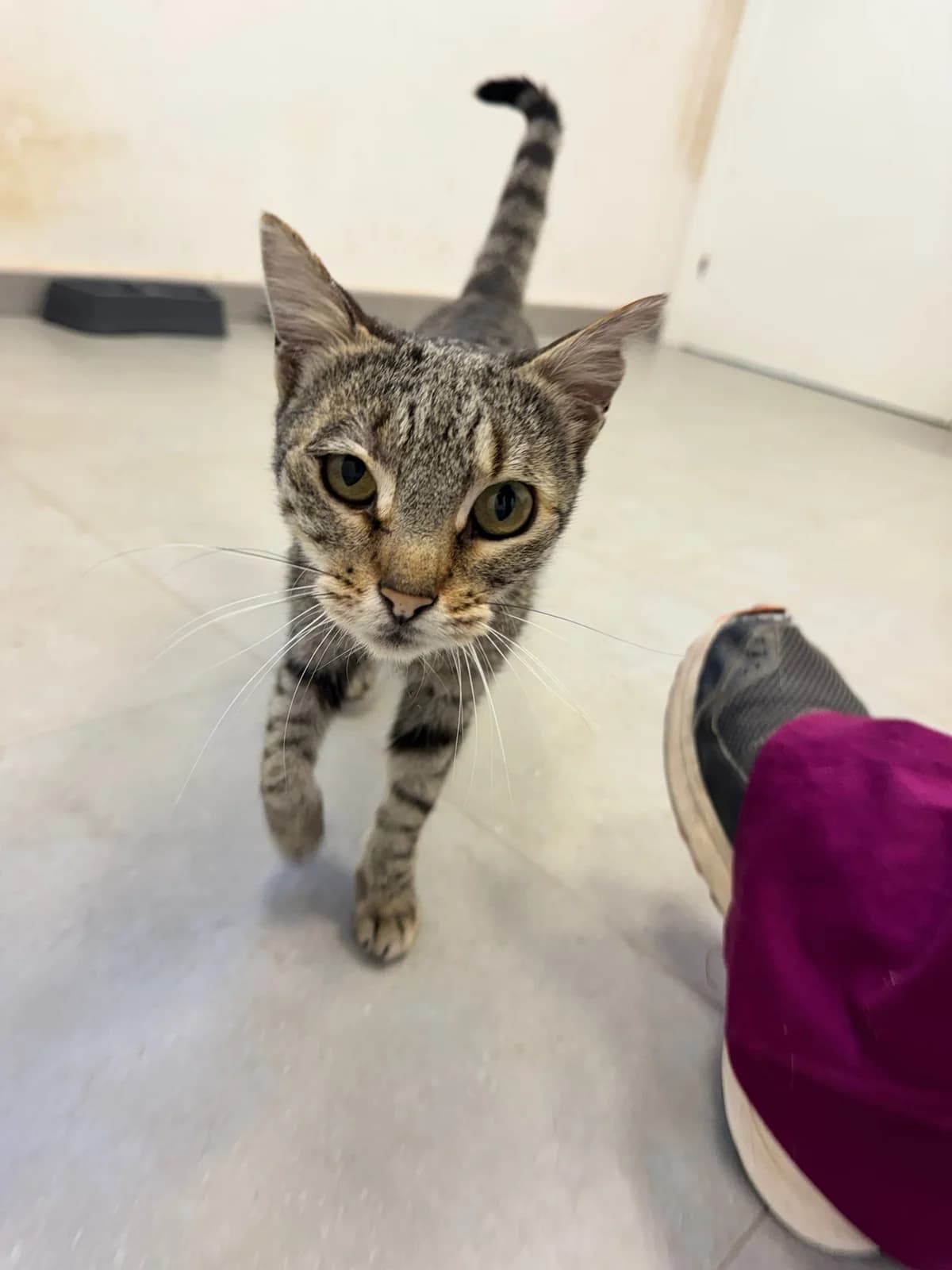 NINO, male senior European Shorthair for adoption at Centro de Acogida de Animales de Logroño
