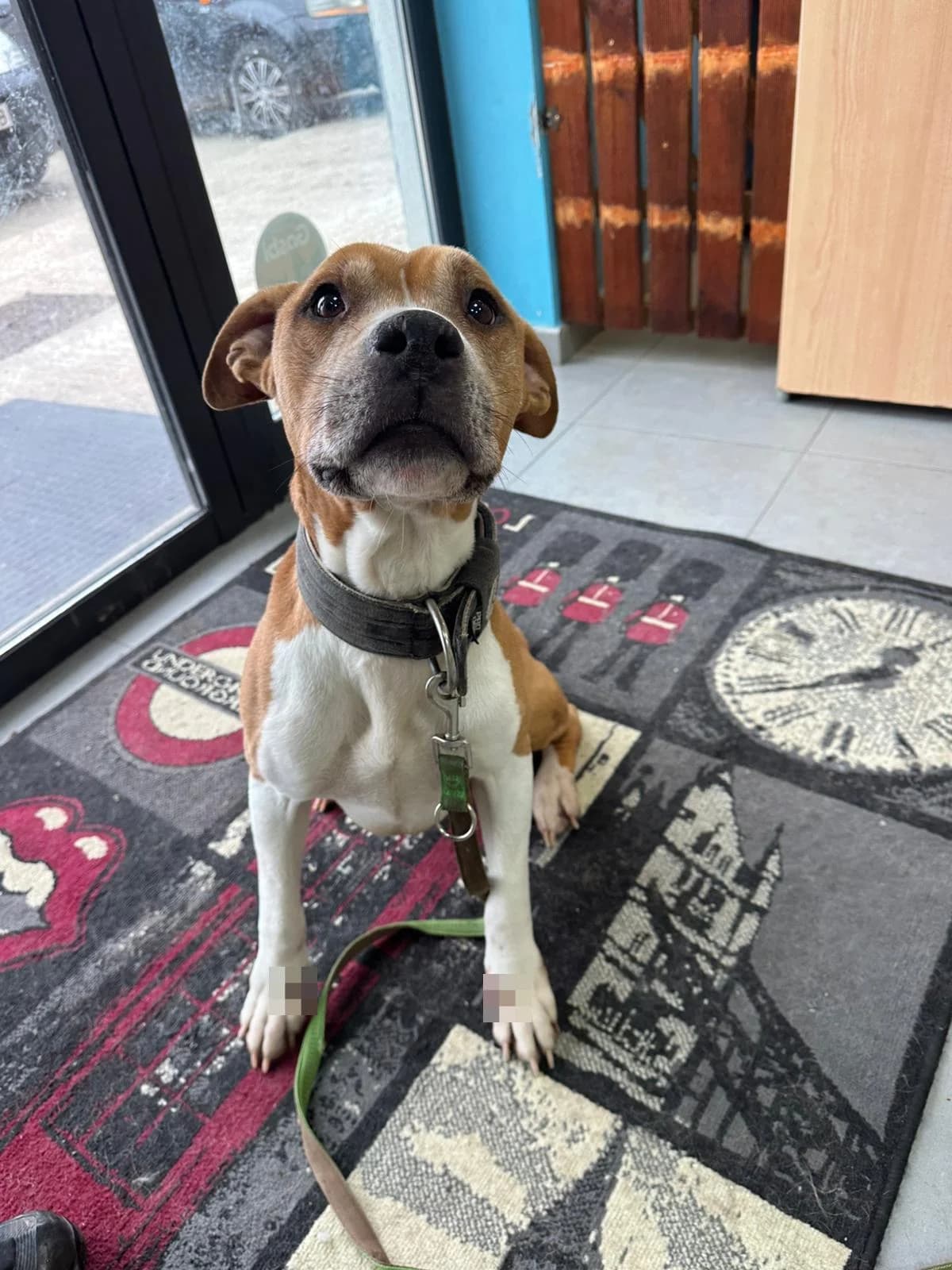 ORUS, male senior American Staffordshire Terrier for adoption at Centro de Acogida de Animales de Logroño