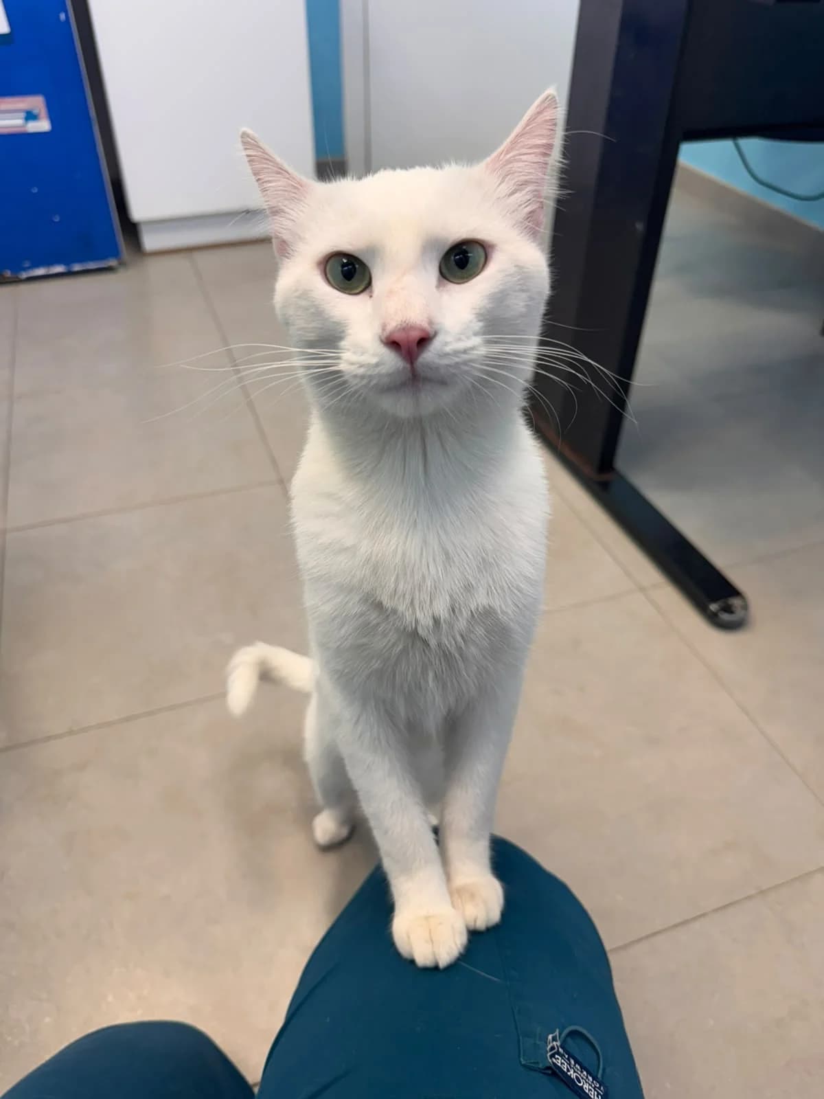 PANTERA, male young European Shorthair for adoption at Centro de Acogida de Animales de Logroño