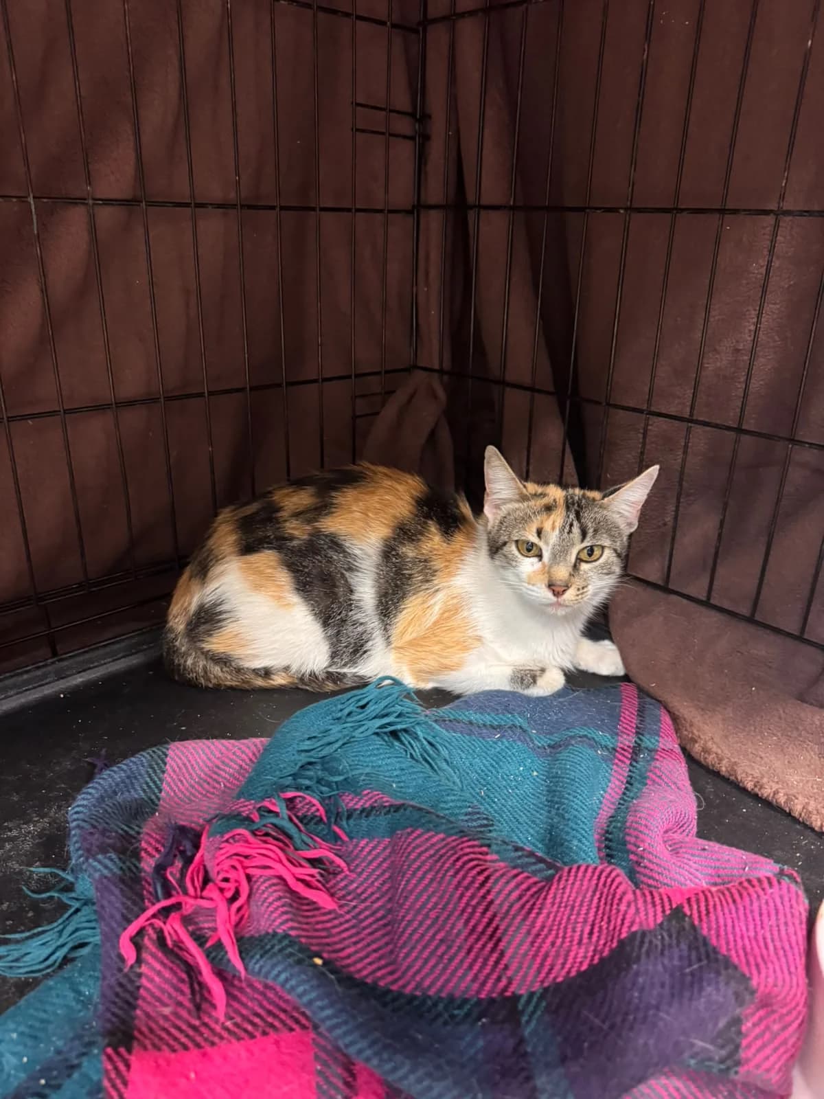 PARIS, female young European Shorthair for adoption at Centro de Acogida de Animales de Logroño