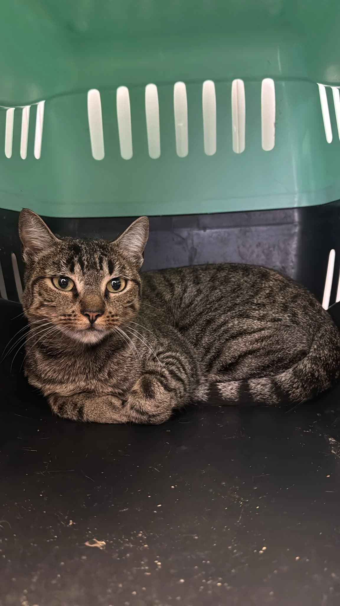 PIÑA, female young European Shorthair for adoption at Centro de Acogida de Animales de Logroño
