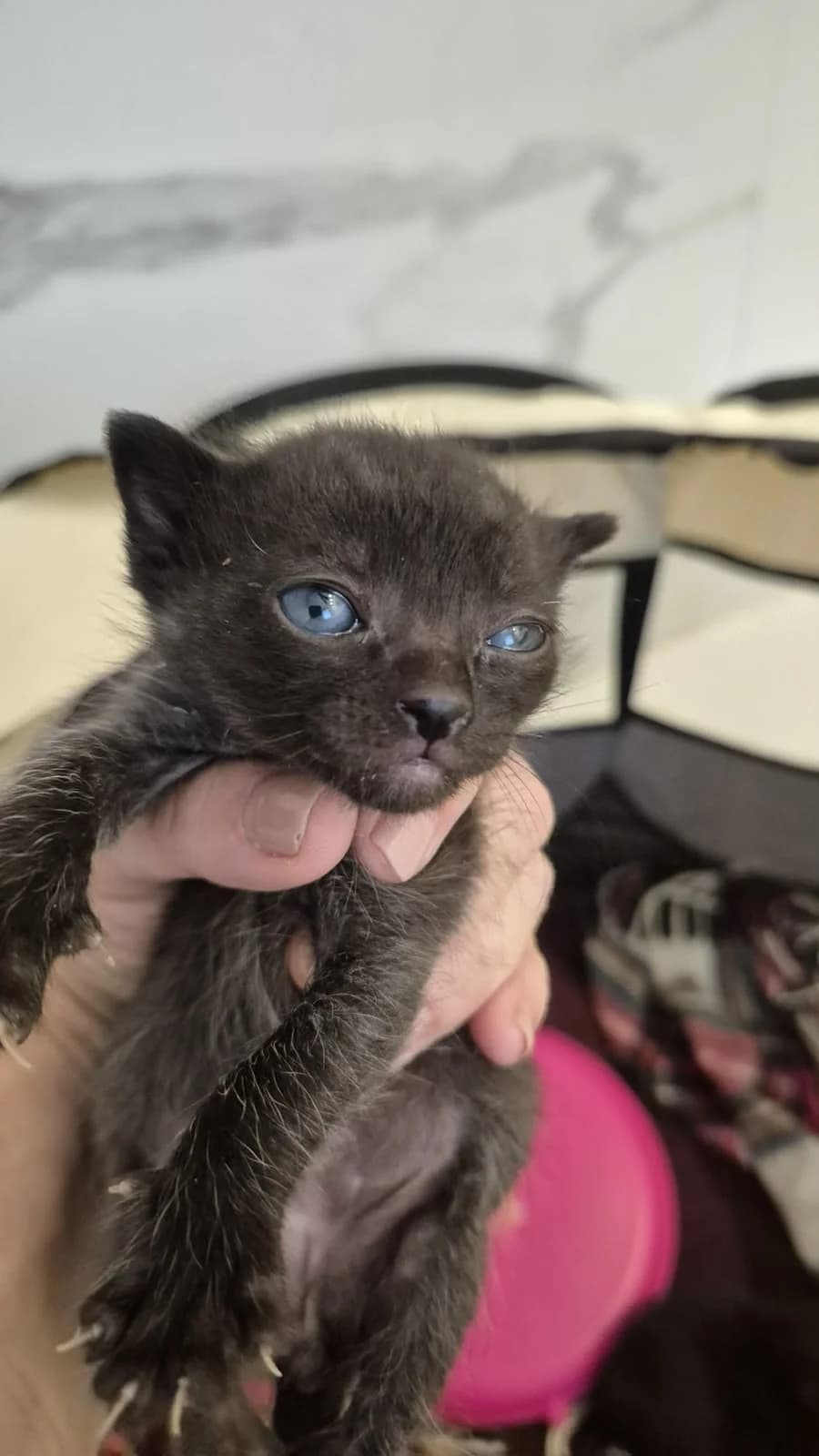 PLÁCIDO, male puppy European Shorthair for adoption at Centro de Acogida de Animales de Logroño