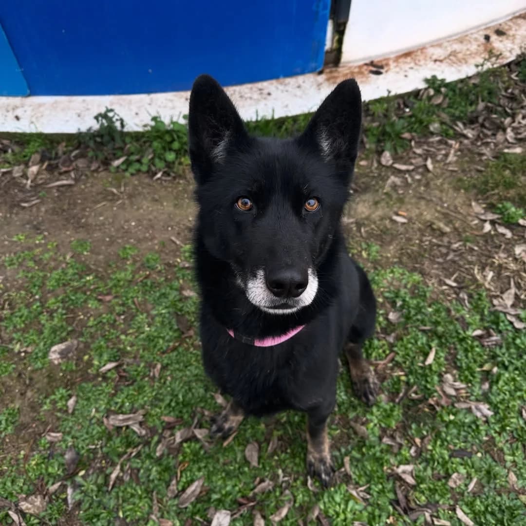 PRINCESA, female 6yo Mixed Breed for adoption at Centro de Acogida de Animales de Logroño