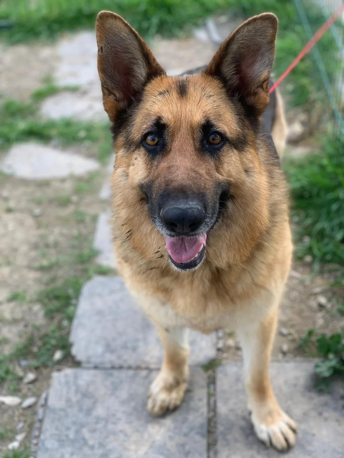 RIO, male 5yo German Shepherd for adoption at Centro de Acogida de Animales de Logroño