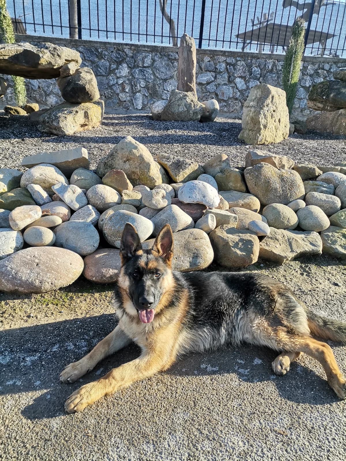 ROCKY, male 6yo German Shepherd for adoption at Centro de Acogida de Animales de Logroño