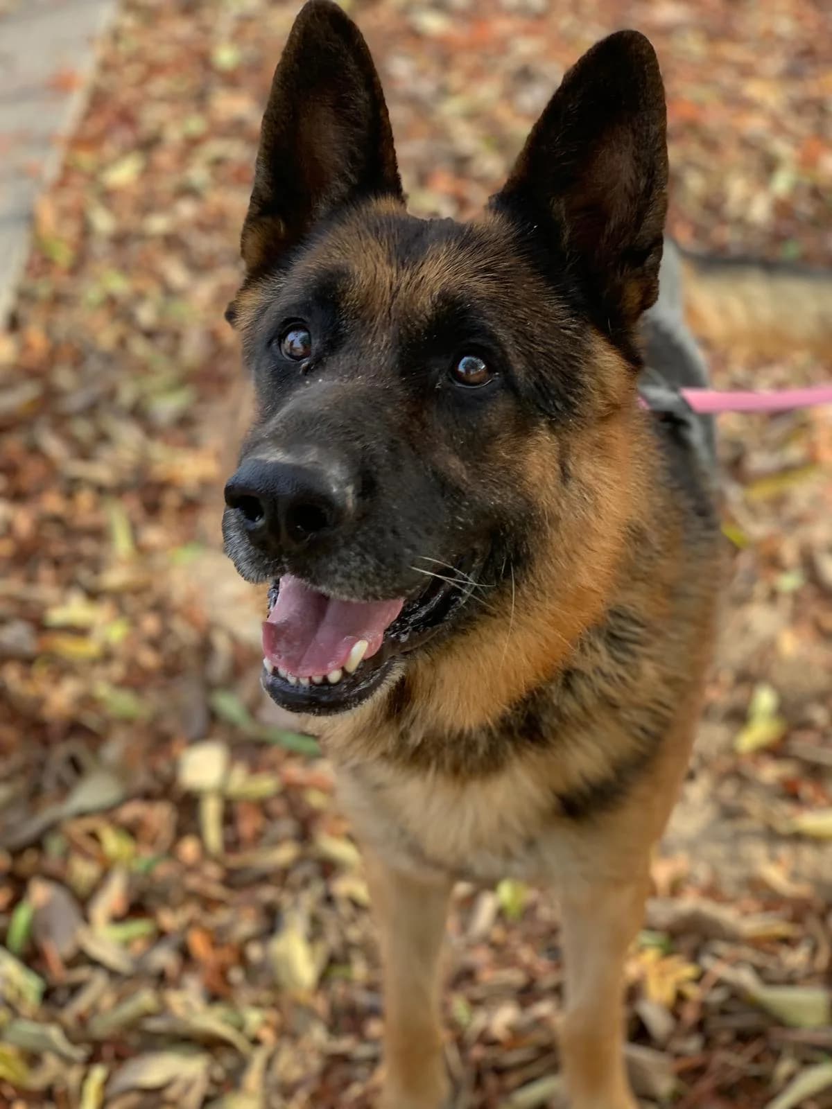 ROCKY, male 6yo German Shepherd for adoption at Centro de Acogida de Animales de Logroño