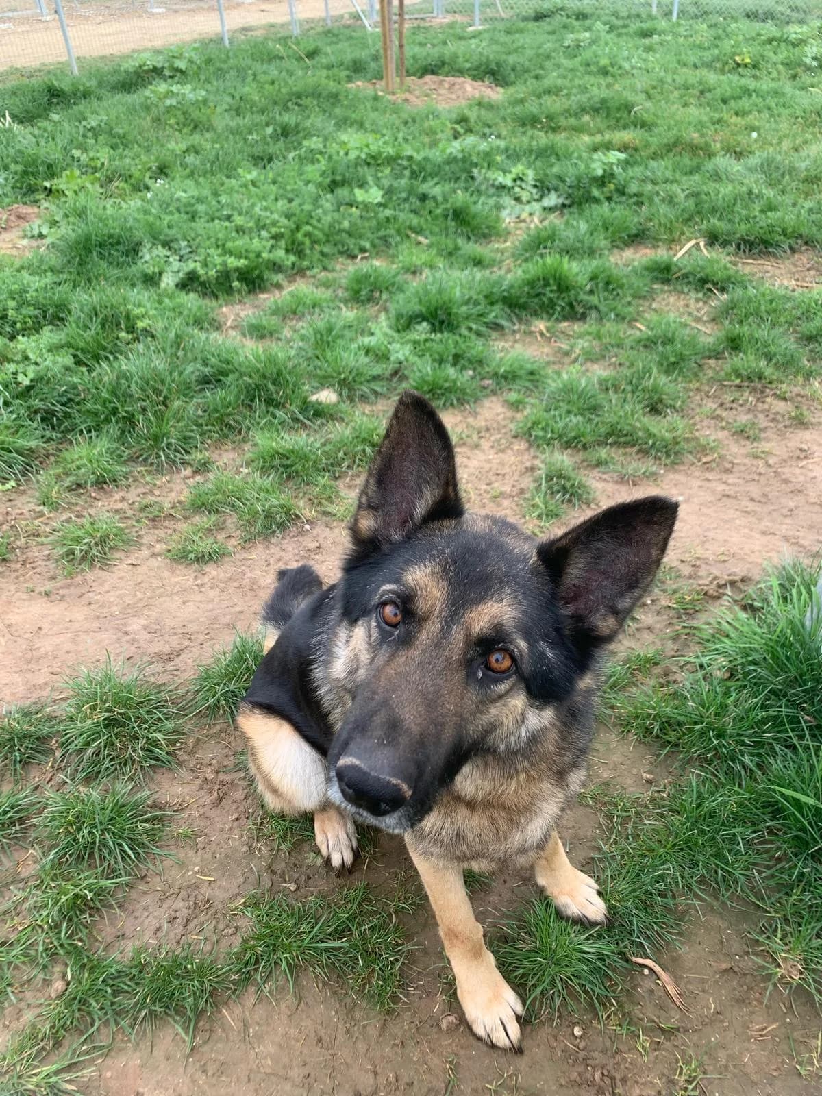 DUXI, male 7yo German Shepherd for adoption at Centro de Acogida de Animales de Logroño