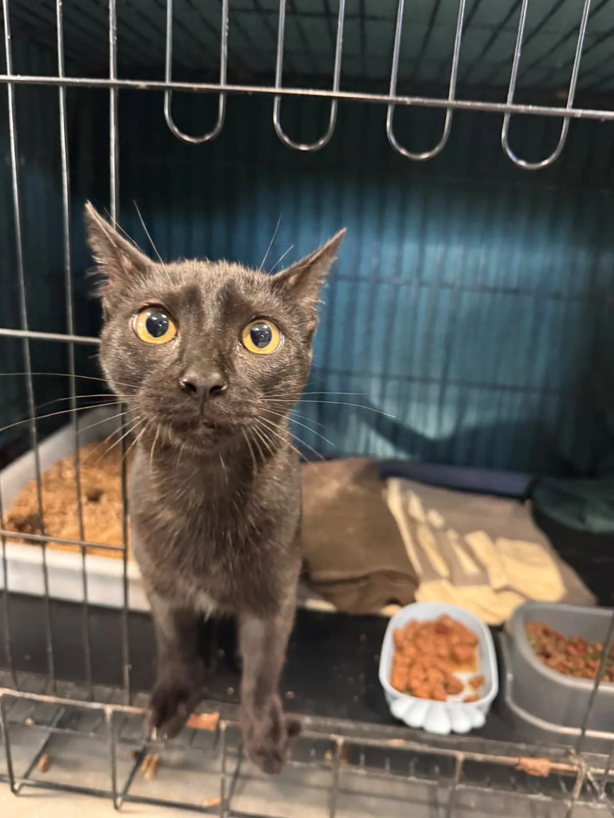 SALEM, male puppy European Shorthair for adoption at Centro de Acogida de Animales de Logroño