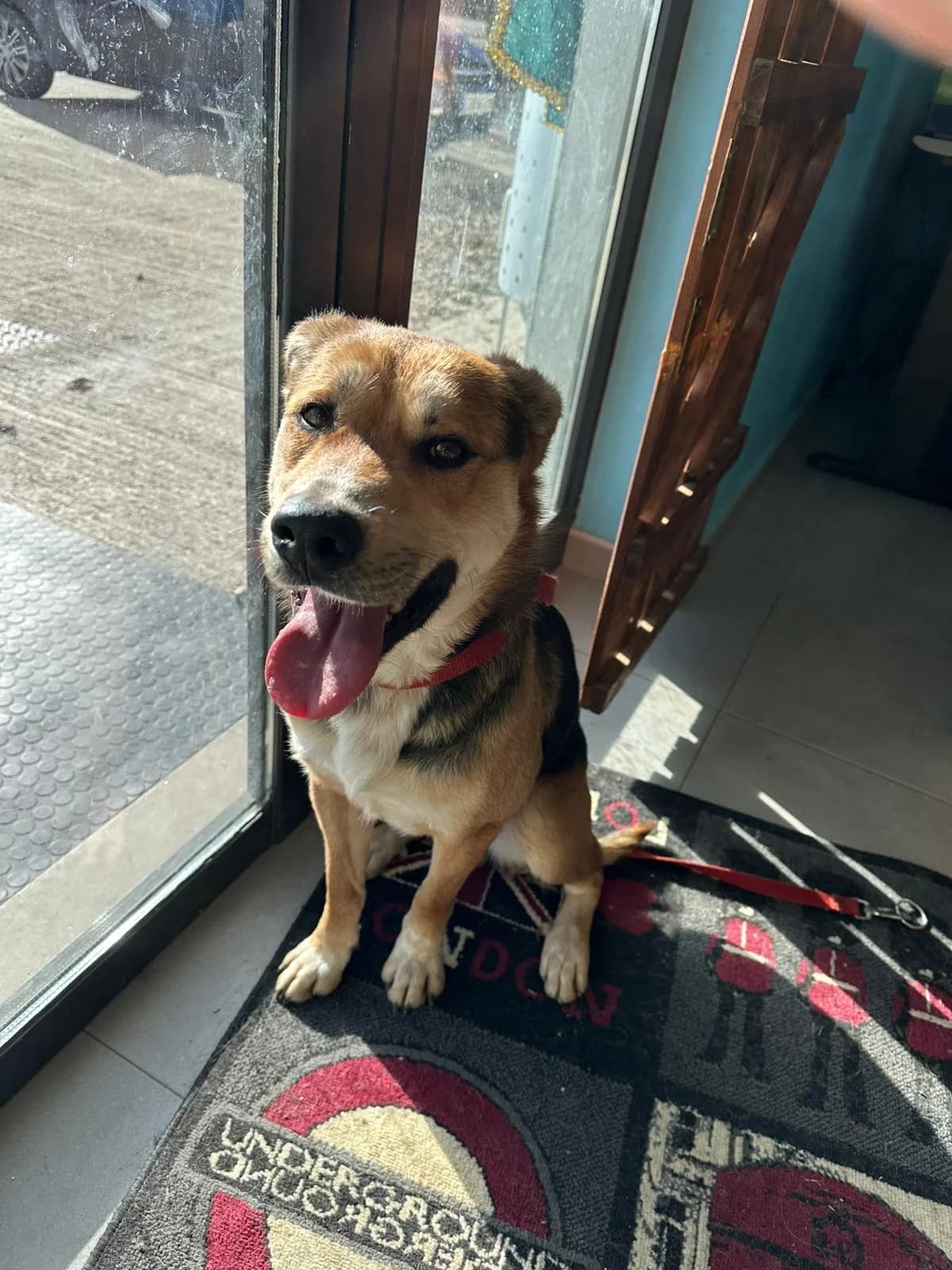 SILVESTRE, male young Mixed Breed for adoption at Centro de Acogida de Animales de Logroño