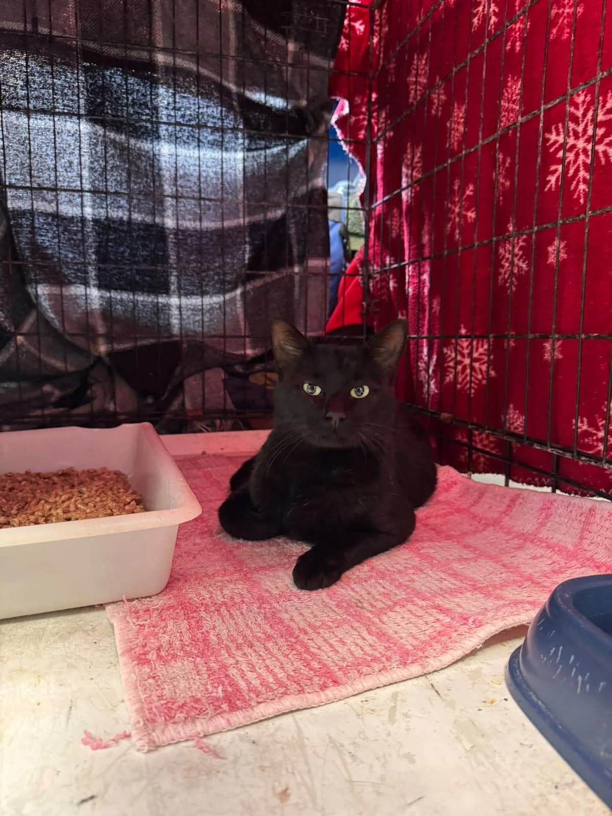 SIMBA, male young European Shorthair for adoption at Centro de Acogida de Animales de Logroño