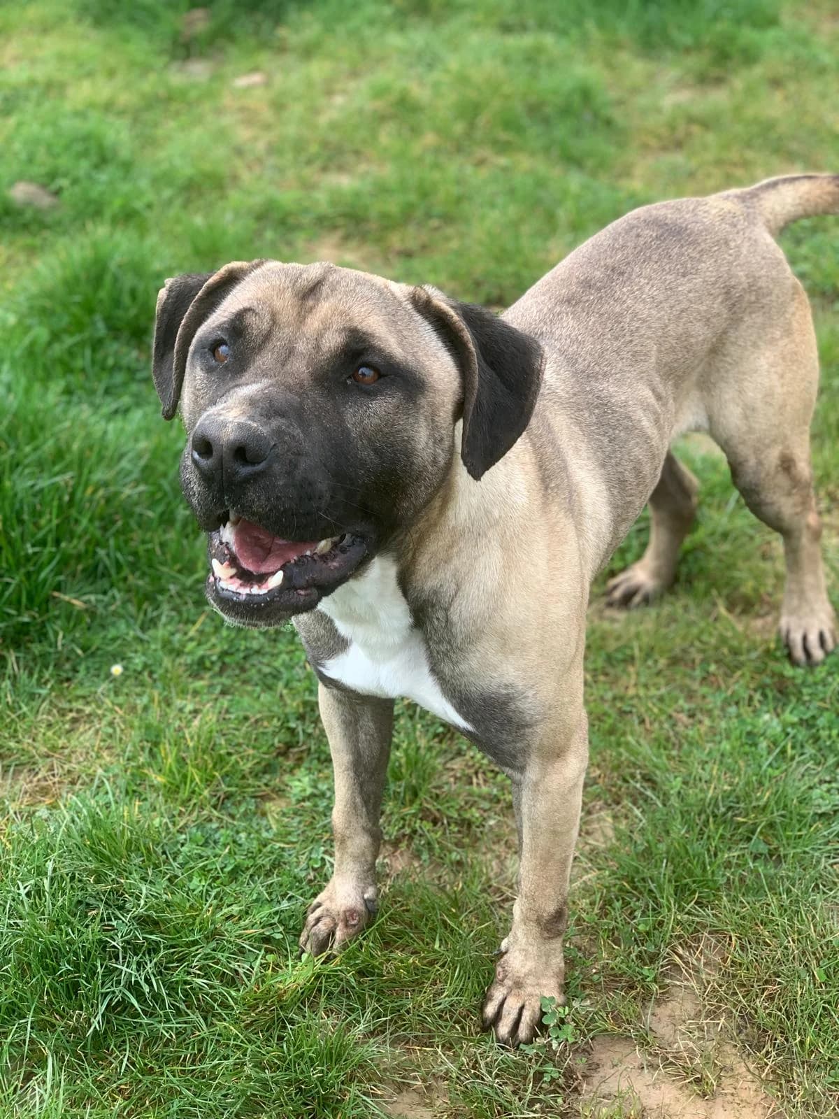 SULTAN, male young Pit Bull Terrier for adoption at Centro de Acogida de Animales de Logroño