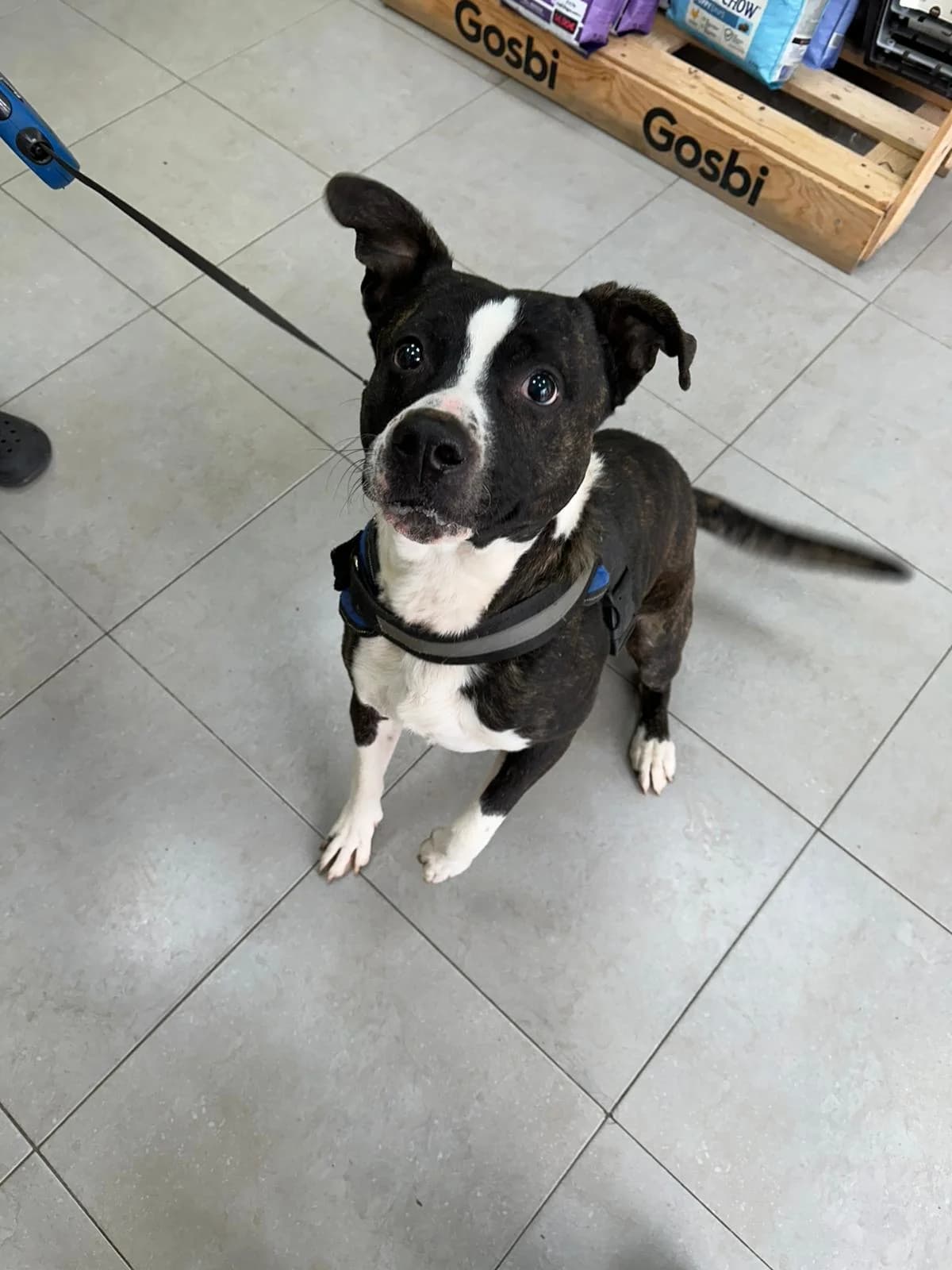 TAYSON, male young Pit Bull Terrier for adoption at Centro de Acogida de Animales de Logroño