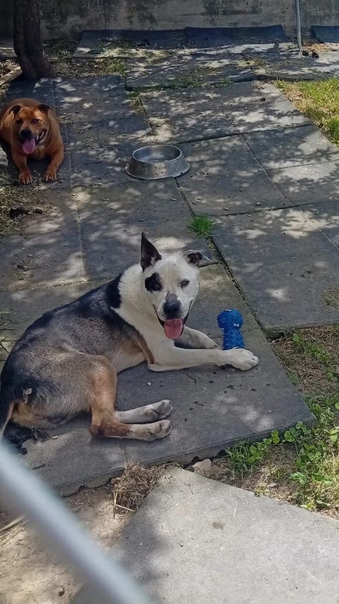 THOR, male 5yo Mixed Breed for adoption at Centro de Acogida de Animales de Logroño