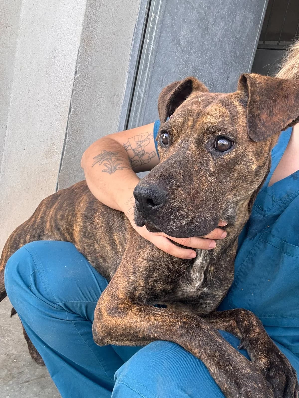 TIGRI, male 6yo Mixed Breed for adoption at Centro de Acogida de Animales de Logroño