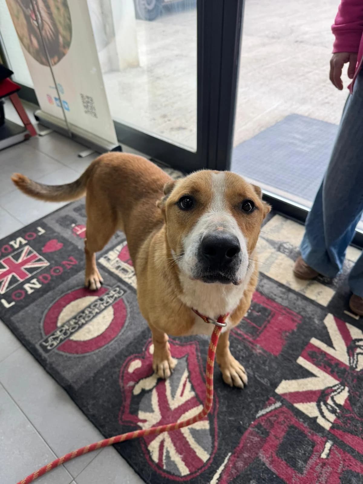 TYSON, male Mixed Breed for adoption at Centro de Acogida de Animales de Logroño