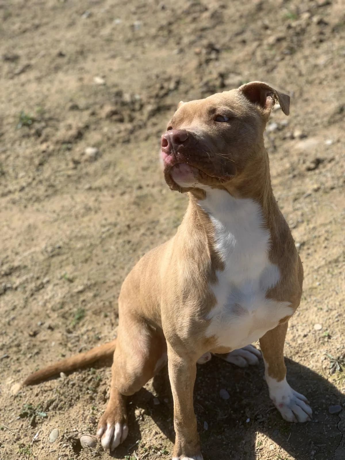 ARAMIS, male young American Staffordshire Terrier for adoption at Centro de Acogida de Animales de Logroño