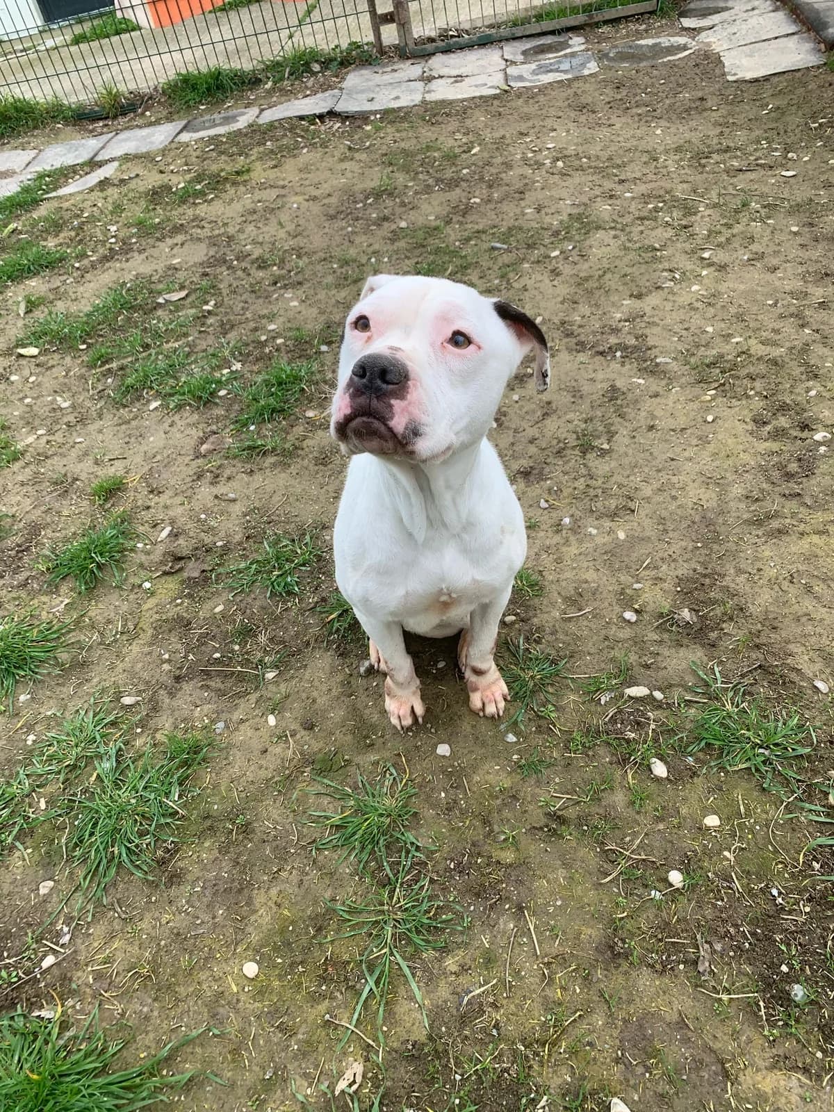 XANEL, female 4yo Pit Bull Terrier for adoption at Centro de Acogida de Animales de Logroño