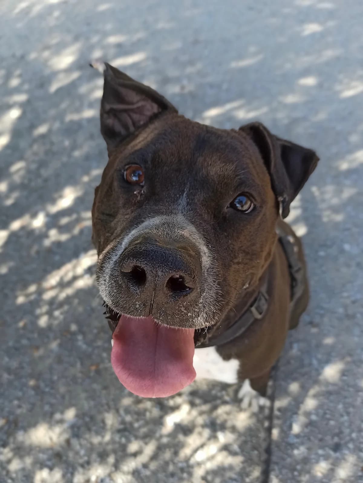 SHUKUR, male 7yo Pit Bull Terrier for adoption at CAAC Barcelona, Barcelona