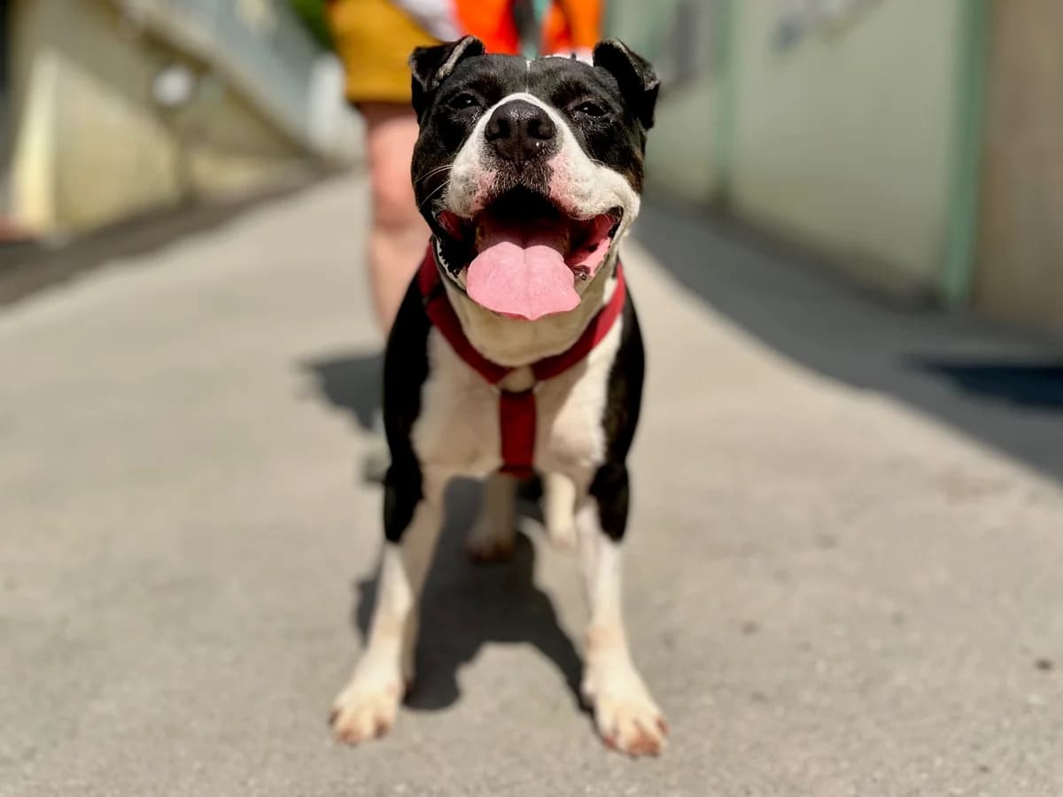 ROVELLÓ, male American Staffordshire Terrier for adoption at CAAC Barcelona, Barcelona