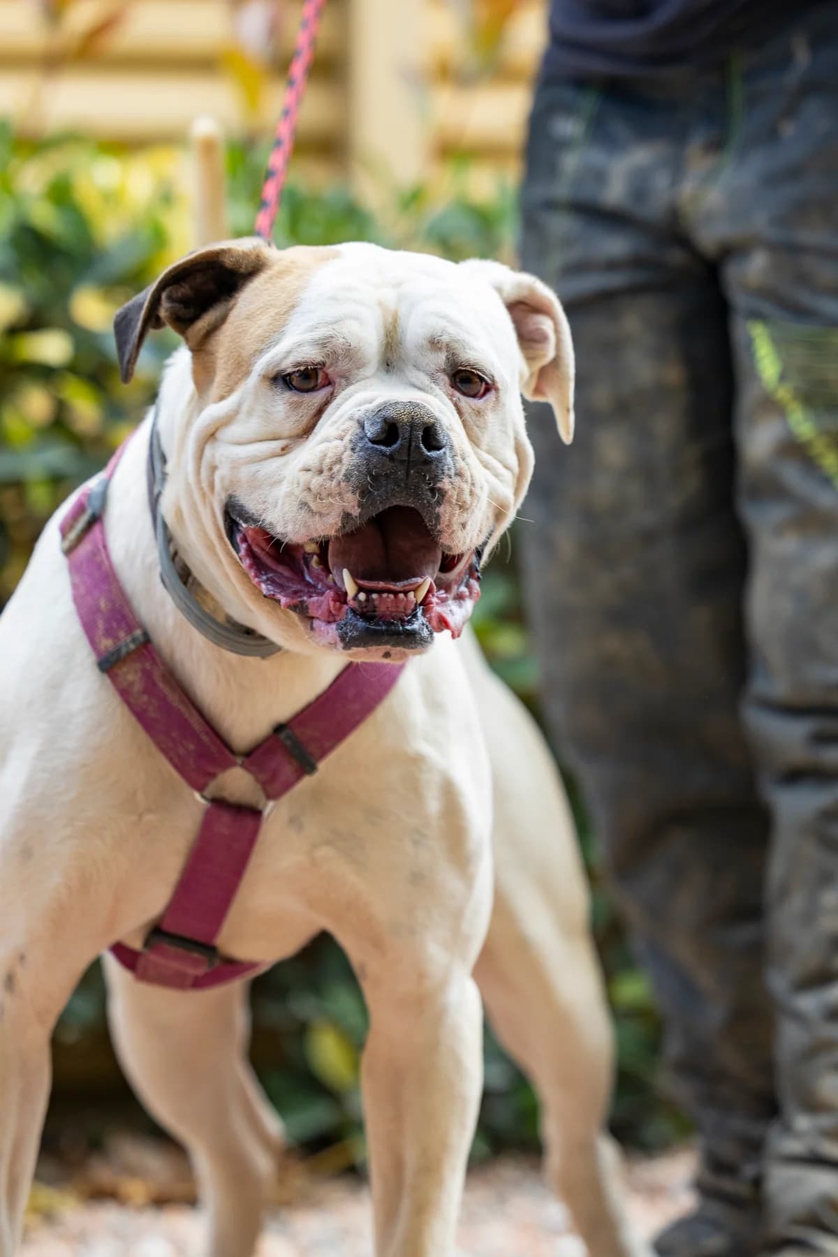 CONNOR/MAURICIO, male English Bulldog for adoption at CAAC Barcelona, Barcelona