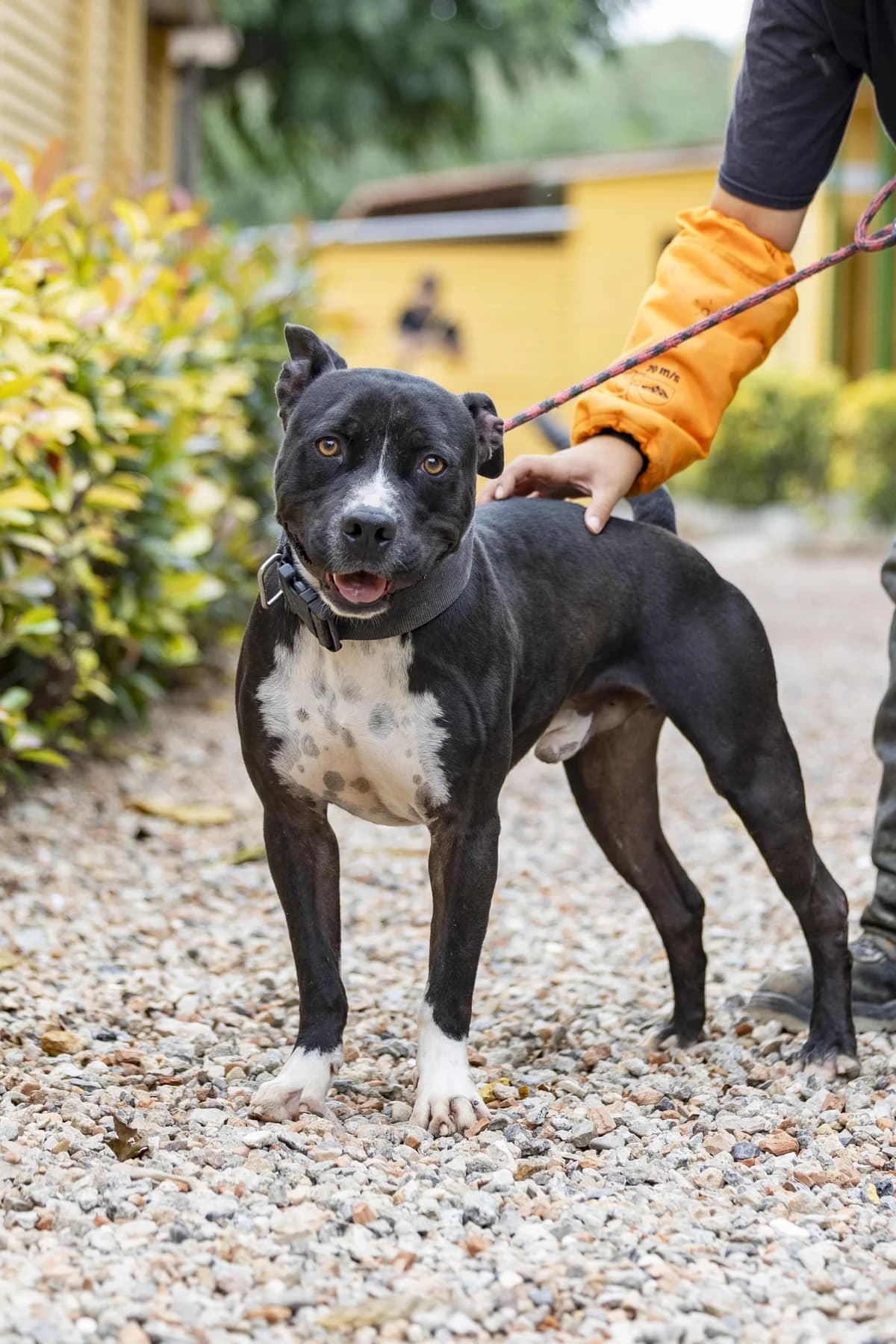 MELÓN, male American Staffordshire Terrier for adoption at CAAC Barcelona, Barcelona