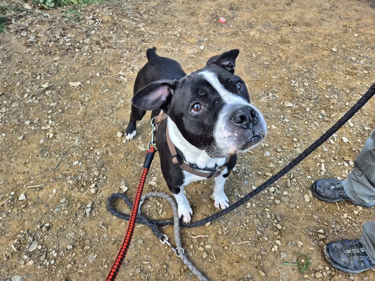 SATÍN, male American Staffordshire Terrier for adoption at CAAC Barcelona, Barcelona
