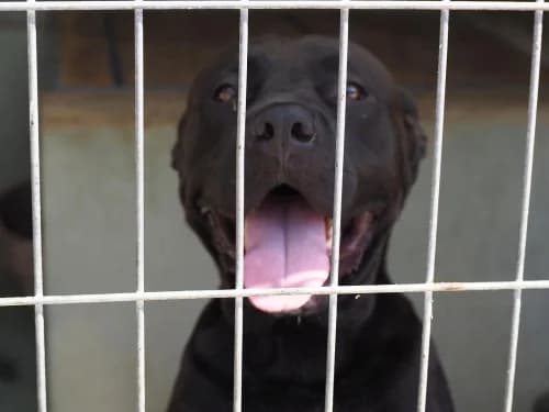 Olivia, female 5yo Pit Bull Terrier for adoption at CAAD Maresme