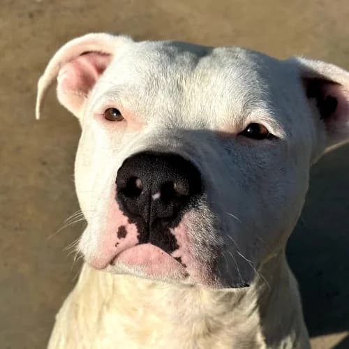 Baku, male 5yo mixed breed for adoption at CAAD Maresme