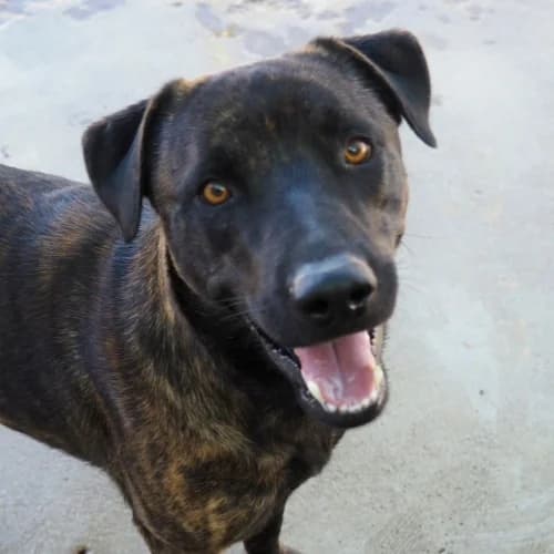 Anakin, male 4yo Mixed Breed for adoption at CAAD Maresme