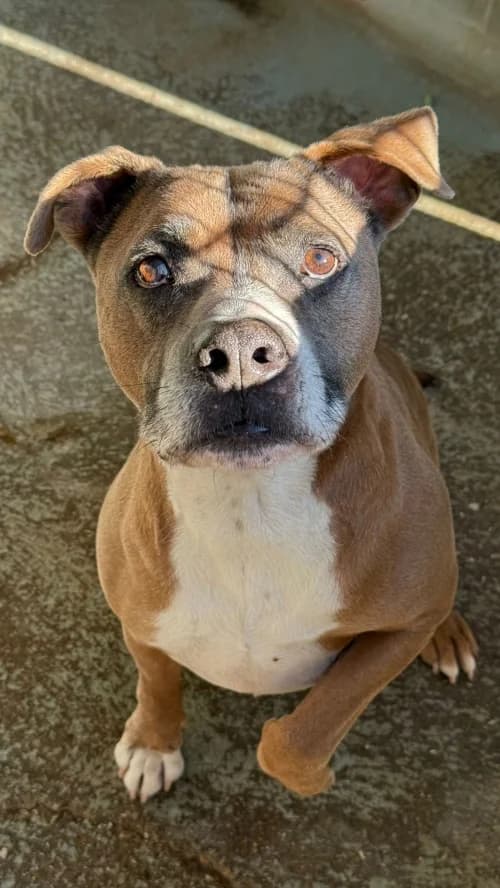 Tero, male senior American Staffordshire Terrier for adoption at CAAD Maresme