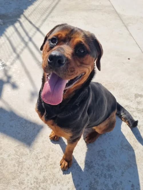 Gia, female young Rottweiler for adoption at CAAD Maresme