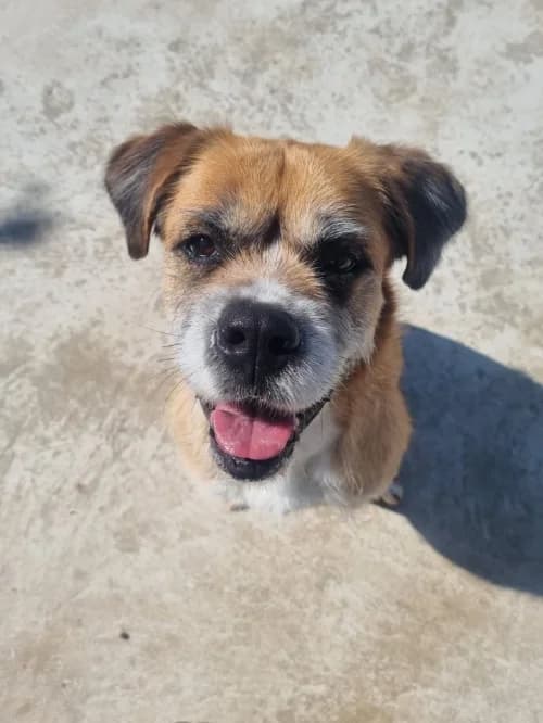 Venus, female 5yo mixed breed for adoption at CAAD Maresme