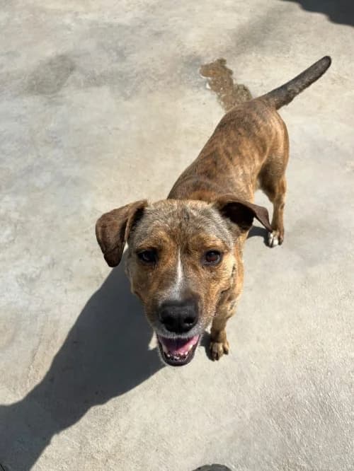 Williams/tro, male senior American Staffordshire Terrier for adoption at CAAD Maresme