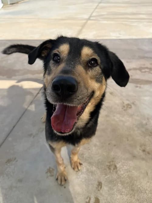 Murphy/nit, male 5yo mixed breed for adoption at CAAD Maresme