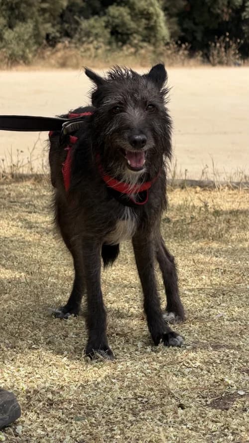 Dama, female 5yo mixed breed for adoption at CAAD Maresme