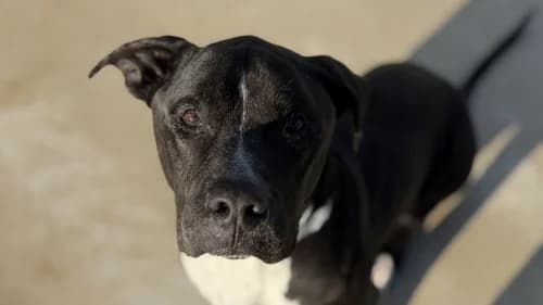 Apolo/manolo, male 5yo American Bully for adoption at CAAD Maresme