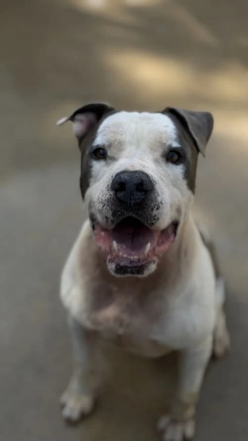 Husky, male 7yo American Staffordshire Terrier for adoption at CAAD Maresme