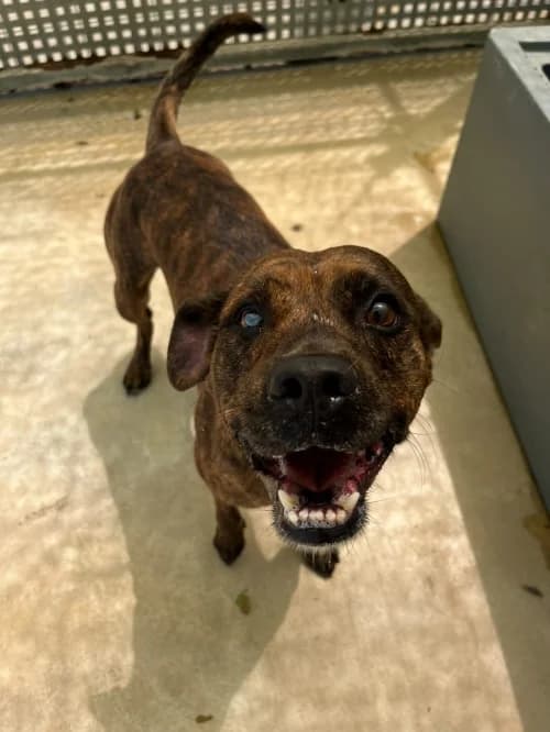 Buda/pirata, male 5yo mixed breed for adoption at CAAD Maresme