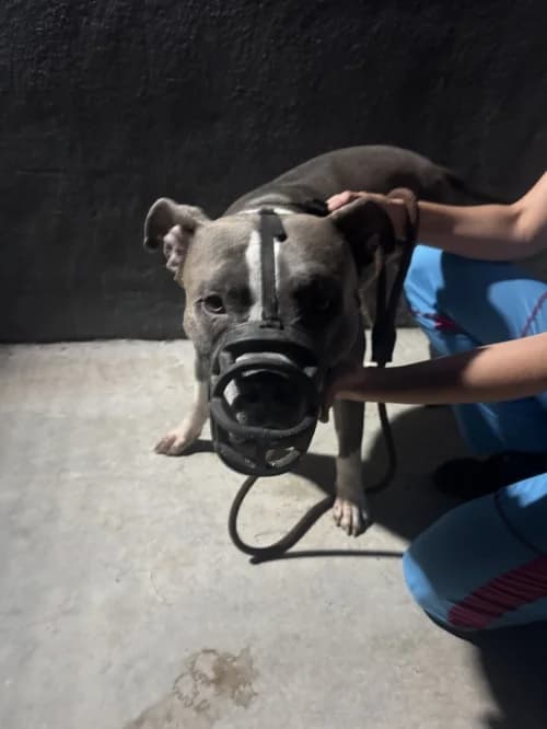 Hardcore, female mixed breed for adoption at CAAD Maresme